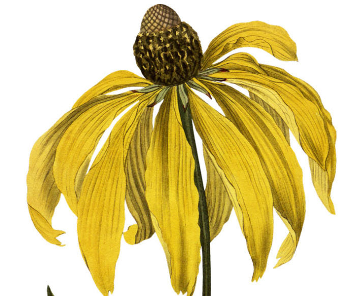 Fragrant Pinnated Rudbeckia Wall Decal