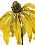 Fragrant Pinnated Rudbeckia Wall Decal
