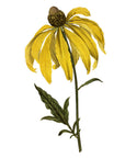 Fragrant Pinnated Rudbeckia Wall Decal