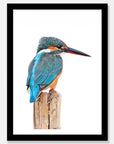 Kingfisher Art Print Your Decal Shop Wall Decal NZ