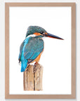 Kingfisher Art Print Your Decal Shop Wall Decal NZ