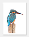 Kingfisher Art Print Your Decal Shop Wall Decal NZ