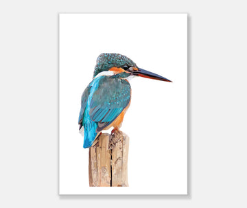 Kingfisher Art Print Your Decal Shop Wall Decal NZ