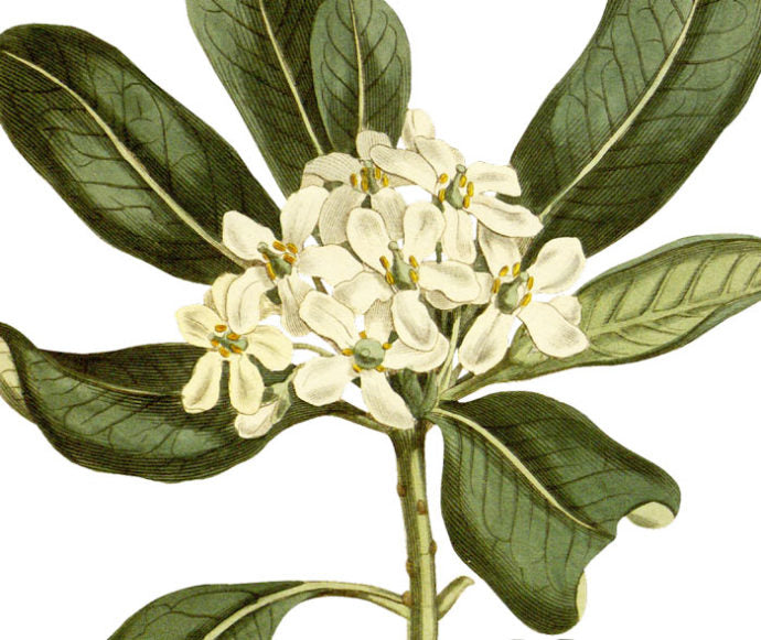 Glossy Leaved Pittosporum Wall Decal