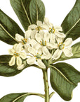 Glossy Leaved Pittosporum Wall Decal