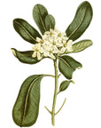 Glossy Leaved Pittosporum Wall Decal