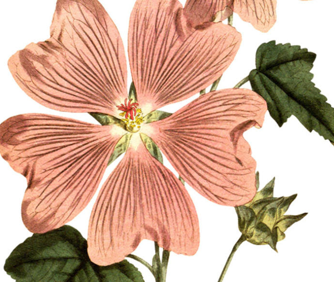 Great Flowered Lavatera Wall Decal