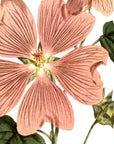 Great Flowered Lavatera Wall Decal