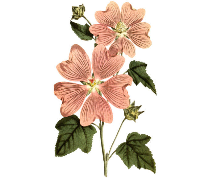 Great Flowered Lavatera Wall Decal