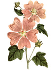Great Flowered Lavatera Wall Decal