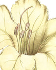 Great Flowered Solandra Wall Decal