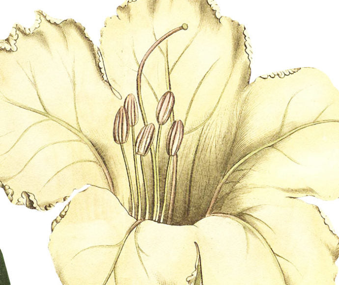 Great Flowered Solandra Wall Decal