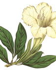 Great Flowered Solandra Wall Decal