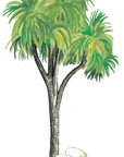Hairy Maclary Cabbage Tree