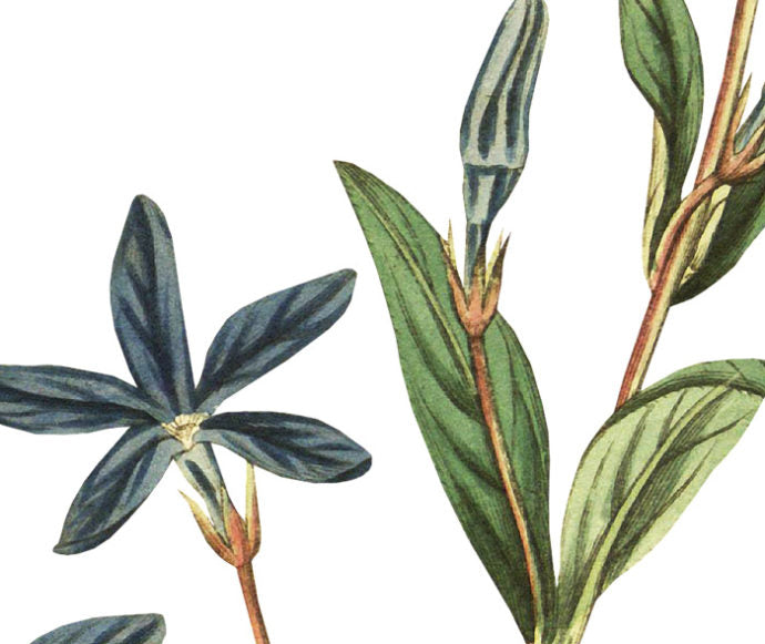 Herbaceous Periwinkle Wall Decal