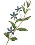 Herbaceous Periwinkle Wall Decal