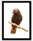 Kaka Art Print Your Decal Shop Wall Decal NZ