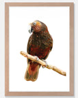 Kaka Art Print Your Decal Shop Wall Decal NZ