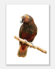 Kaka Art Print Your Decal Shop Wall Decal NZ