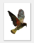 Kea Art Print Your Decal Shop Wall Decal NZ
