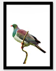Kereru Art Print Your Decal Shop Wall Decal NZ