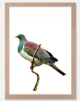 Kereru Art Print Your Decal Shop Wall Decal NZ