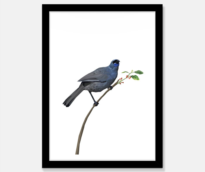 Kokako Art Print Your Decal Shop Wall Decal NZ
