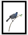 Kokako Art Print Your Decal Shop Wall Decal NZ