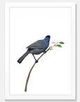 Kokako Art Print Your Decal Shop Wall Decal NZ