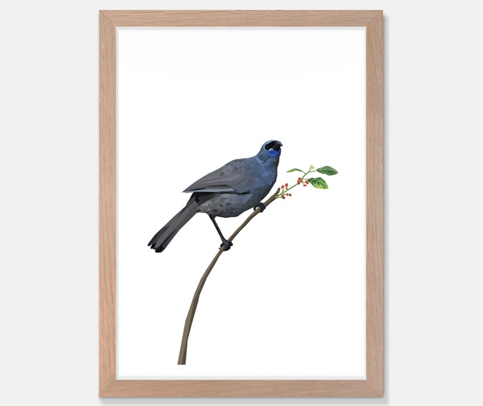 Kokako Art Print Your Decal Shop Wall Decal NZ
