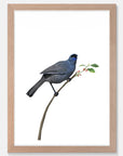 Kokako Art Print Your Decal Shop Wall Decal NZ