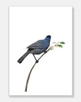 Kokako Art Print Your Decal Shop Wall Decal NZ