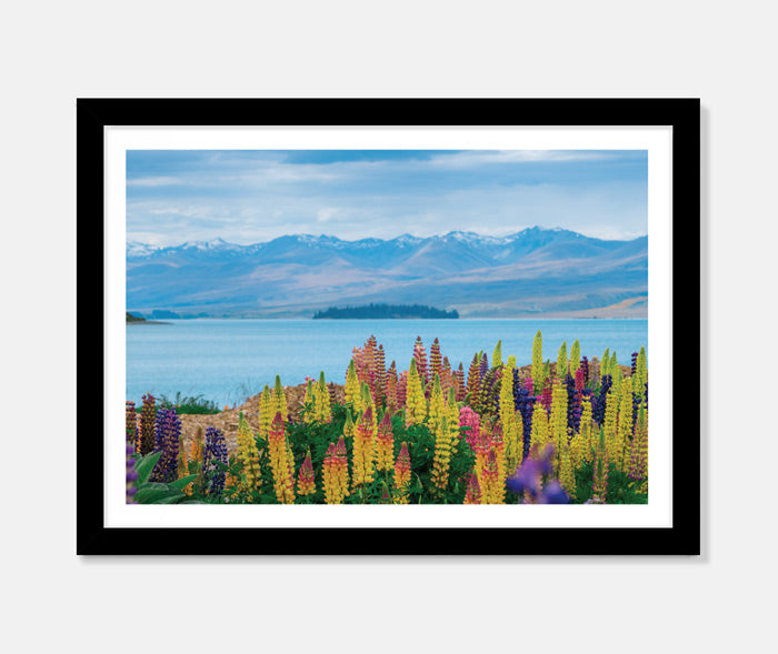 Lupins Art Print Your Decal Shop Wall Decal NZ