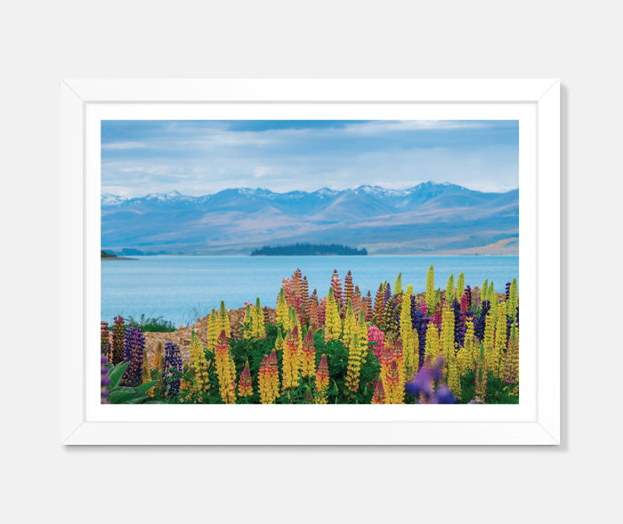 Lupins Art Print Your Decal Shop Wall Decal NZ
