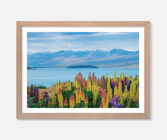 Lupins Art Print Your Decal Shop Wall Decal NZ
