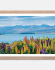Lupins Art Print Your Decal Shop Wall Decal NZ
