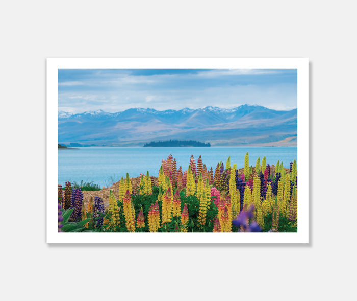 Lupins Art Print Your Decal Shop Wall Decal NZ