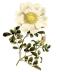 Macartnys Rose Wall Decal