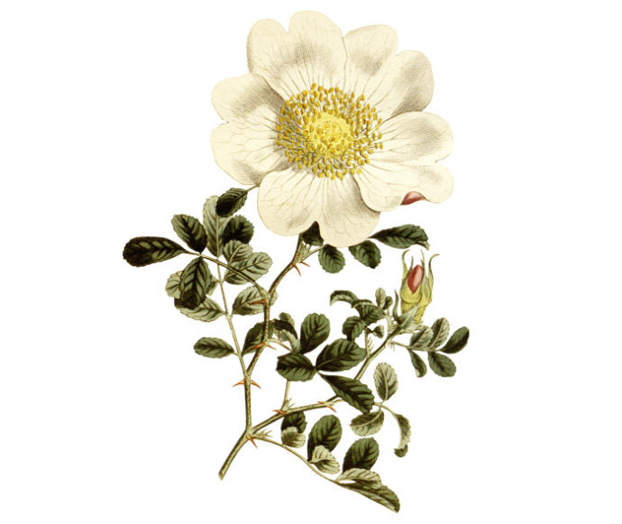 Macartnys Rose Wall Decal