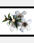 Manuka Flower Art Print Your Decal Shop Wall Decal NZ