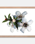 Manuka Flower Art Print Your Decal Shop Wall Decal NZ