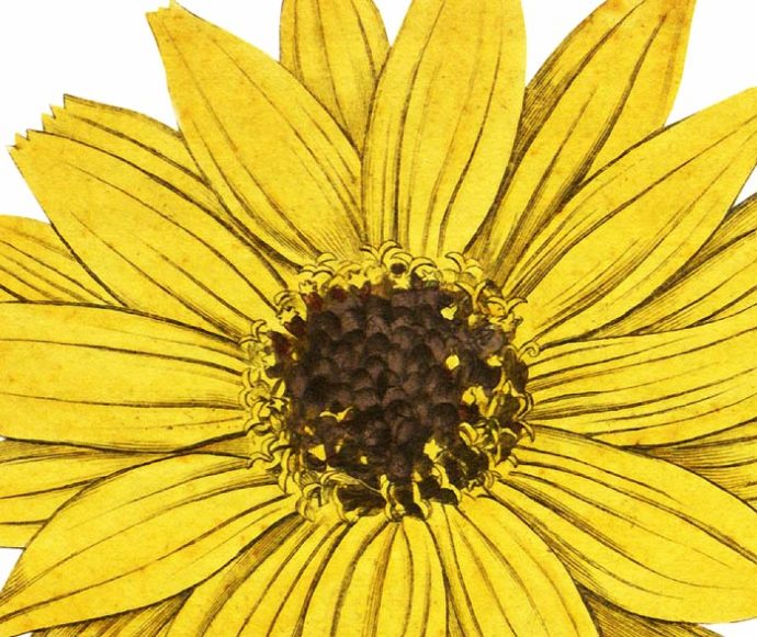 Missouri Sunflower Wall Decal
