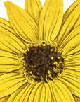 Missouri Sunflower Wall Decal