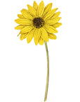 Missouri Sunflower Wall Decal