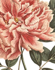 Mountain Tree Peony Wall Decal