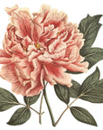 Mountain Tree Peony Wall Decal