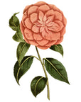Myrtle Leaved Camellia Wall Decal