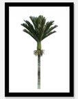 Nikau Art Print Your Decal Shop Wall Decal NZ