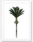 Nikau Art Print Your Decal Shop Wall Decal NZ