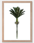 Nikau Art Print Your Decal Shop Wall Decal NZ